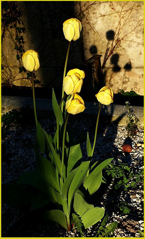 Vorgartenblüten
