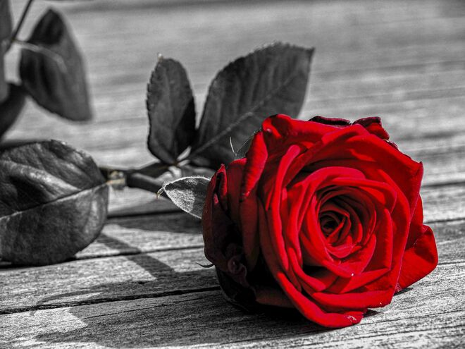 Rose auf Schwarz