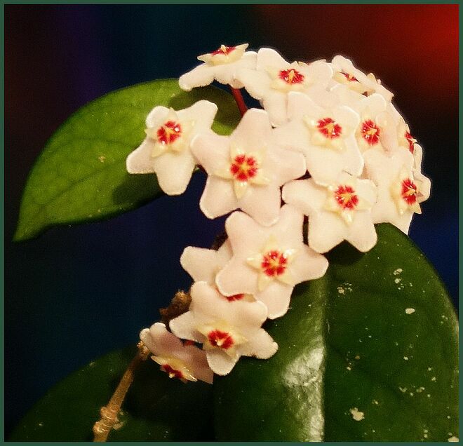 Blüten einer Wachsblume