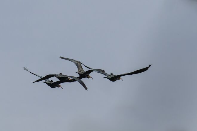 Hoch über dem Leopoldskroner Weiher
