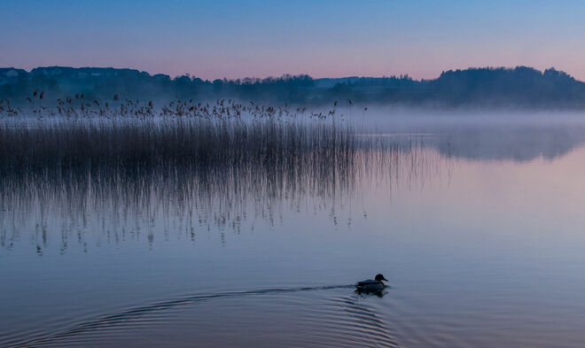 Morgen am Wallersee