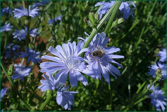 Himmelblaue Blüten der Gemeinen Wegwarte