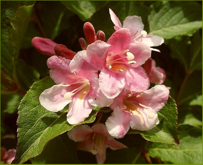 Maiblüten --- Weigelie