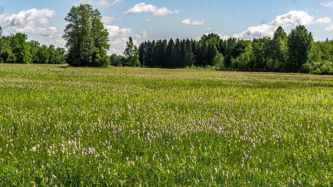 Wenger Moor