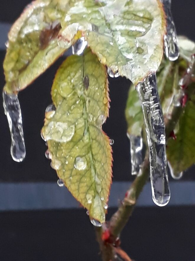 Tränen der Rose