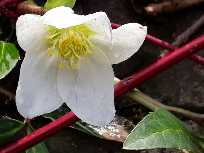 Christrose trifft Hartriegel