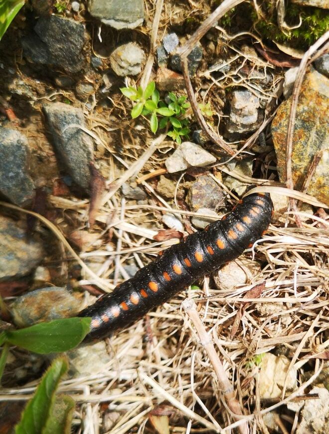 Augen auf beim Wandern (Raupen kreuzen den Weg)