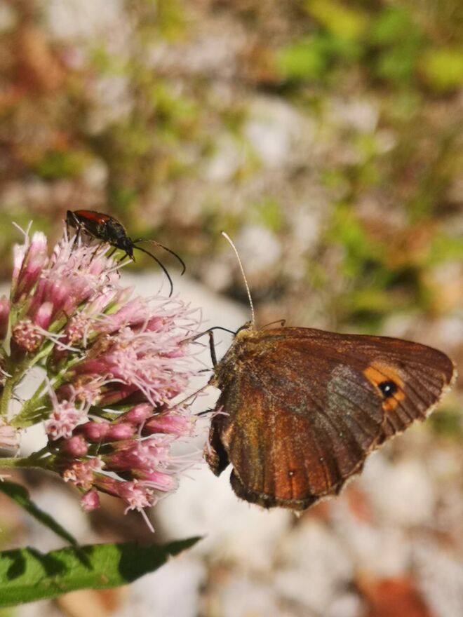 Am Fressnapf der Natur