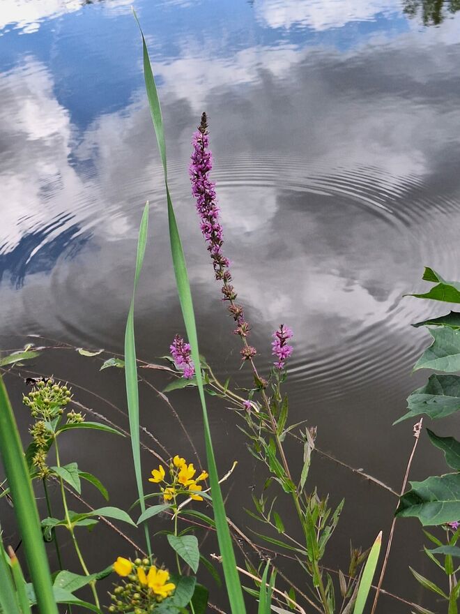 Wolken im Wasser
