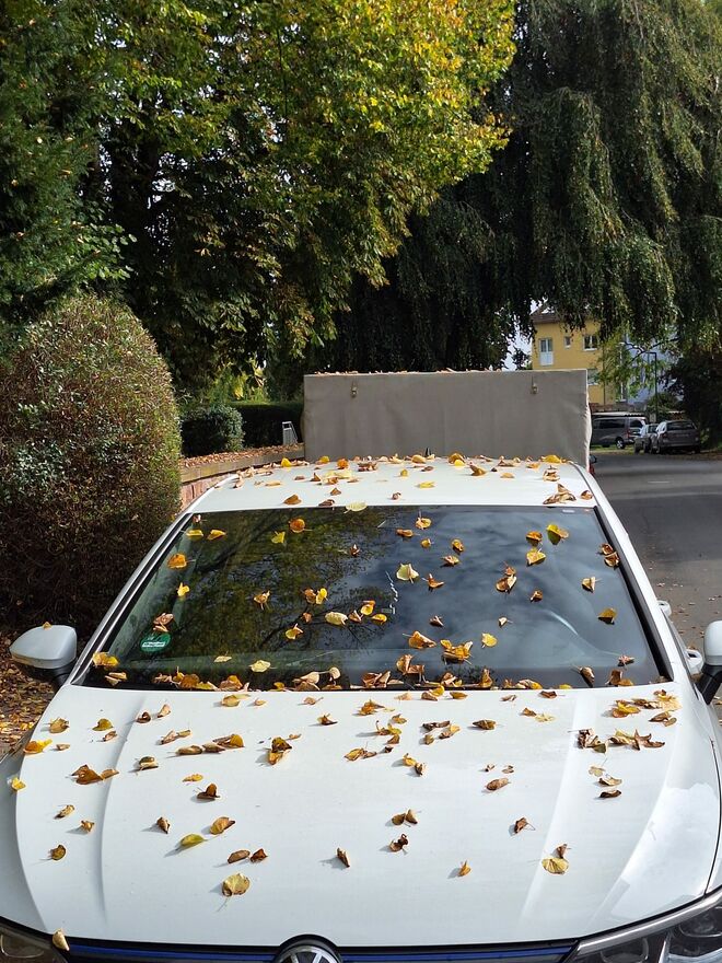 Herbstdekoration auf dem Auto