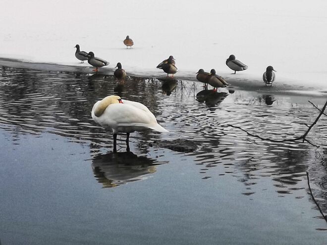 Chillen am See