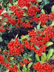 feurig leuchtend - der Feuerdorn