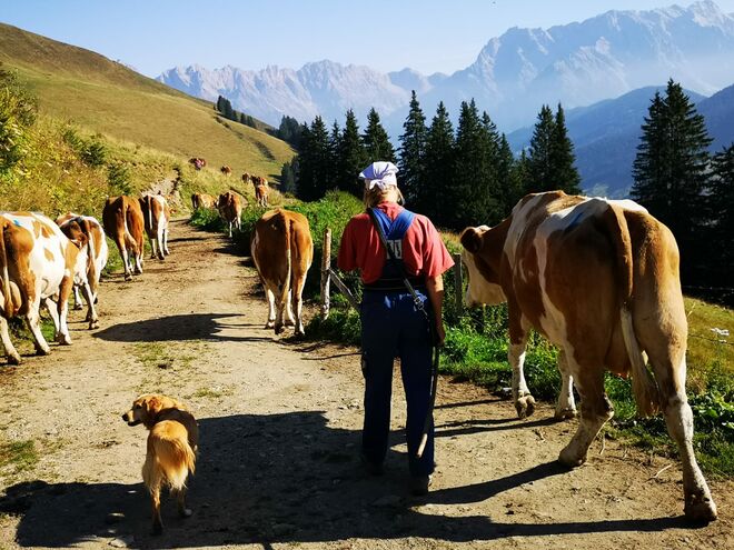 Almabtrieb von der Neuhaus -Alm am Aberg nach Hintermoos