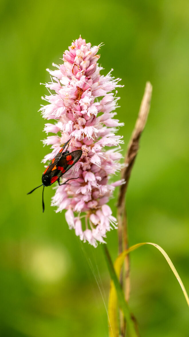 Wiesenknöterich