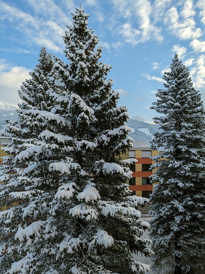 . . . Winterbäume im Stadtgebiet . . .