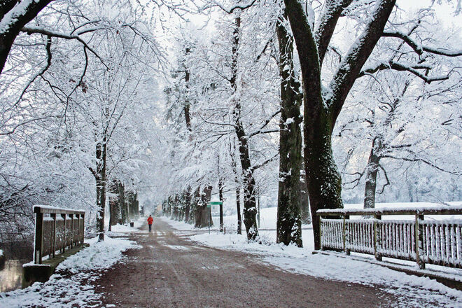 Winterläufer in der Allee