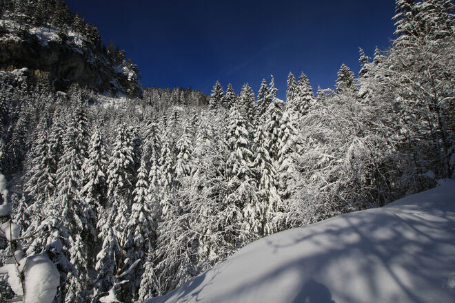 Winterwald