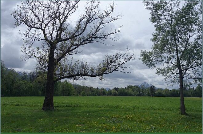 Die Esche als Wolkenfängerin