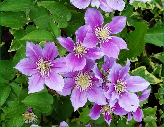 . . . besondere Clematis . . .
