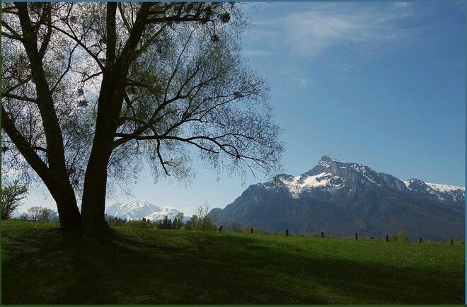 Zauber junger Weidenblätter