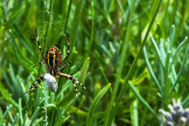 Wespenspinne mit beute