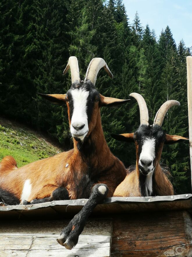 Lässige Damen auf der Forsthofalm mit Saalfeldenblick