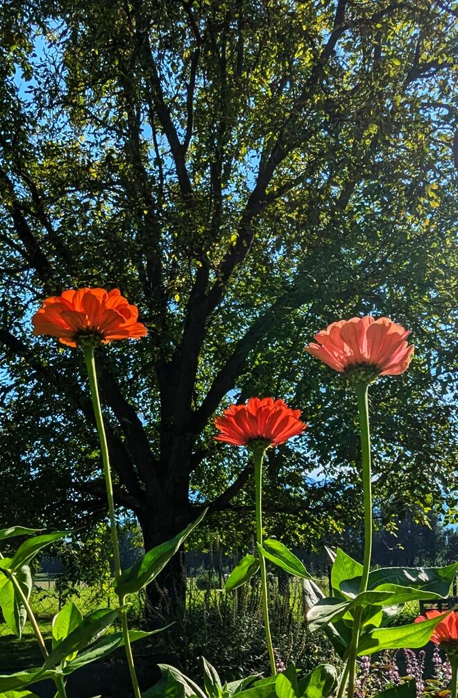 . . . in der Abendsonne 'hoch hinaus'