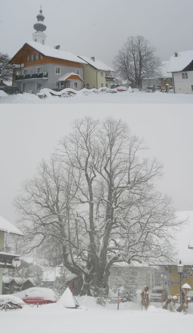 Winterliches aus der Faistenau