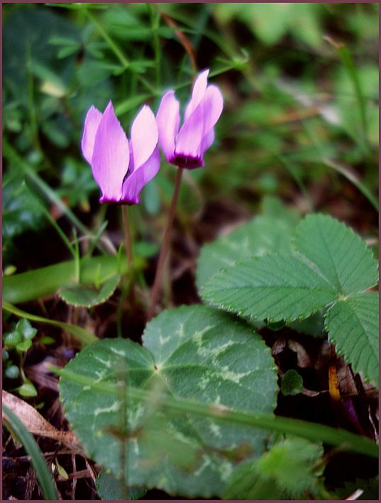 Zyklamen im Wald