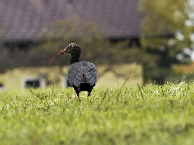der Waldrapp...