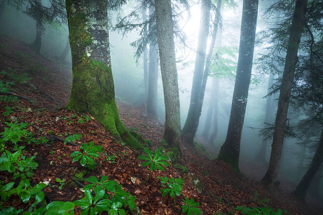 Bergwald im Nebel
