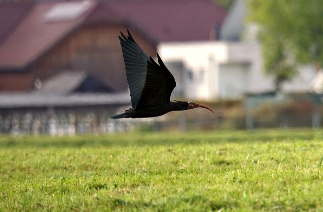Waldrapp im Anflug