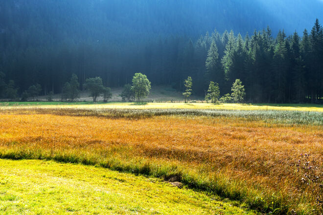 Herbstwiese