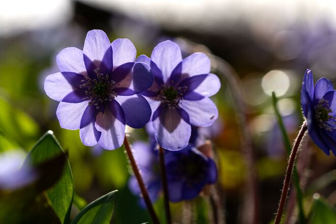 Es ward Frühling