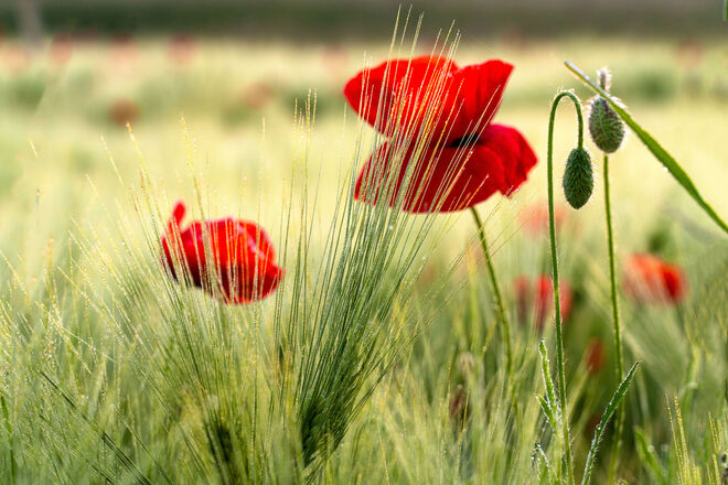 Die Farbe Rot-