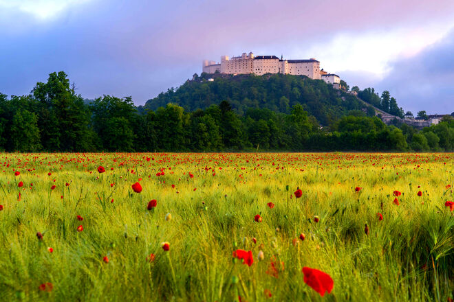 Das Kornfeld