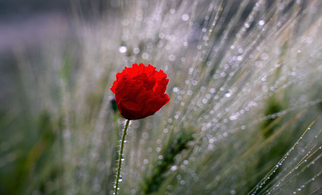Die Farbe Rot.