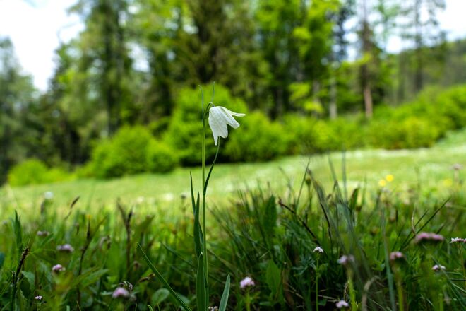 Botanische Rarität