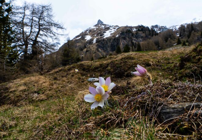Frühling im Hochgebirge