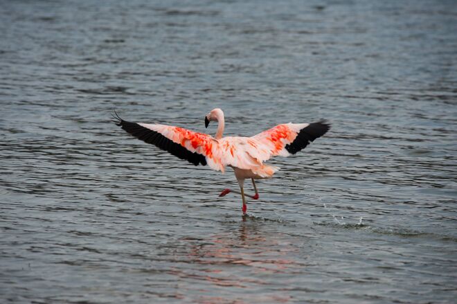 Flamingo