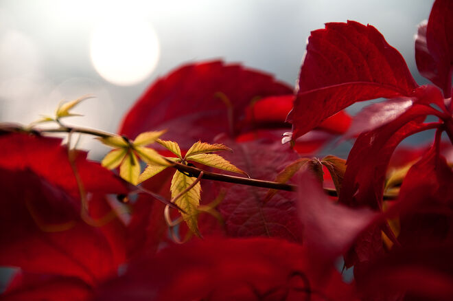 Herbstlicht