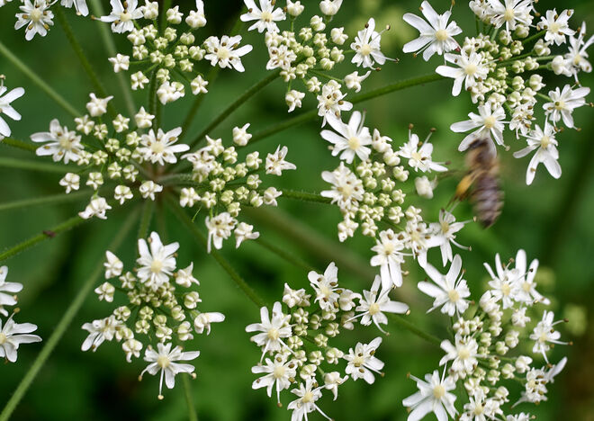 Fleißiges Bienchen