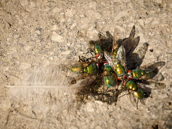 Fliegenversammlung