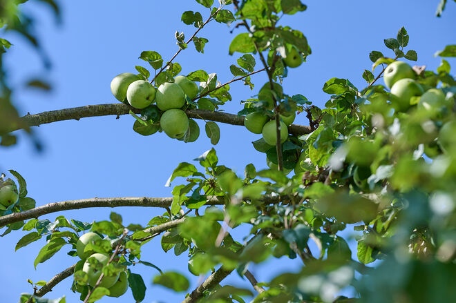 Die Obstbäume sind übervoll