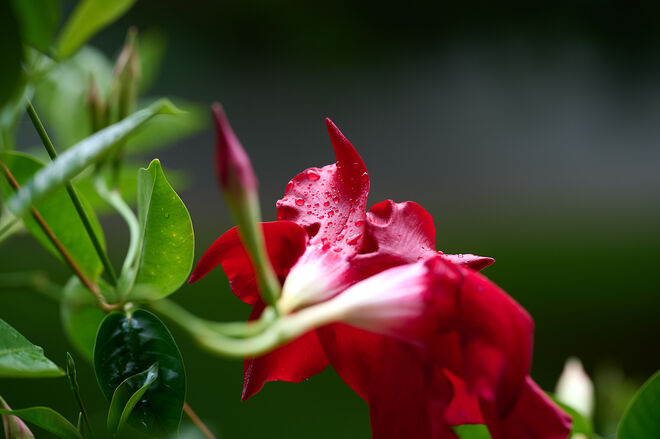 Nach dem Regen