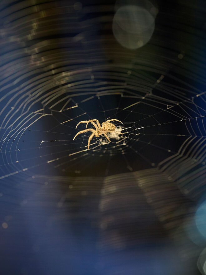 Spinne am Abend