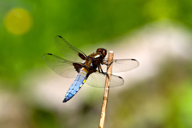 Blattbauchlibelle