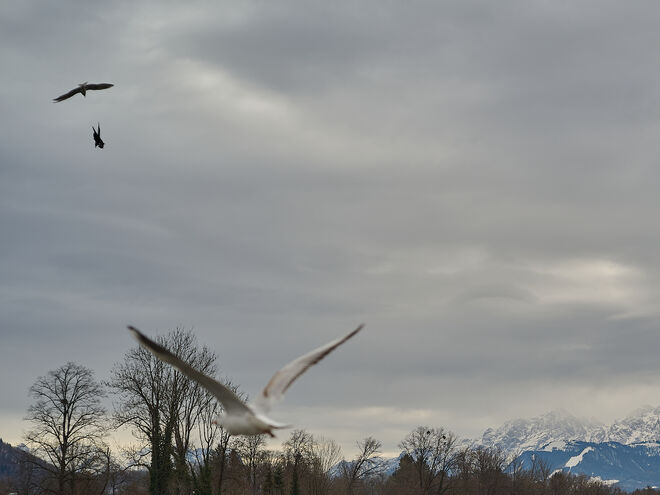 Möwe gegen Krähe