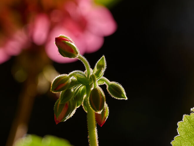 Im Gegenlicht
