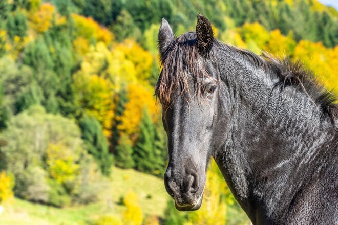 Der Schwarze